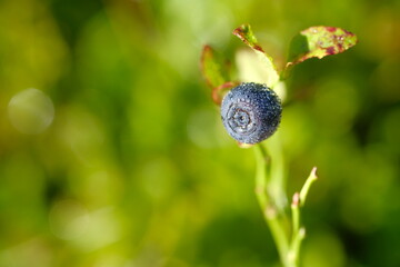 One blueberry on a stem, in sunlight.