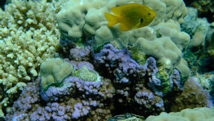 Pore coral (Montipora tuberculosa) and finger coral (Porites sp.) undersea, Red Sea, Egypt, Sharm El Sheikh, Montazah Bay