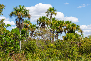 View of some palm trees at Jalapão State Park - Tocantins, Brazil