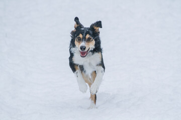 Dog covered in snow running through a white winter field. Happy Black and Brown Dog.