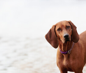 Curious looking hound dog against a white background. Copy Space, simple animal concept.