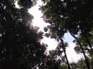 Tropical blue sky with white clouds and tree in the foreground