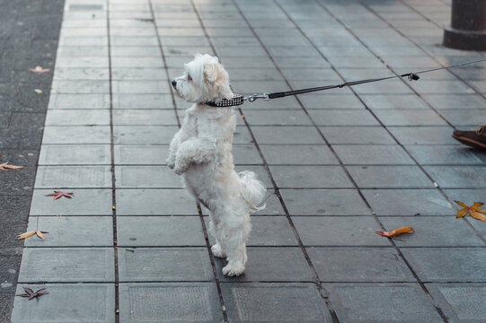 Dog walking on the street - white dog on the leash. White canine standing on rear paws and pulling the leash.