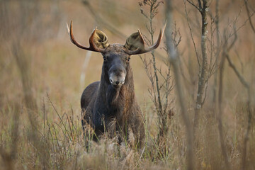 Łoś (Alces alces) moose © Bartosz Rakoczy