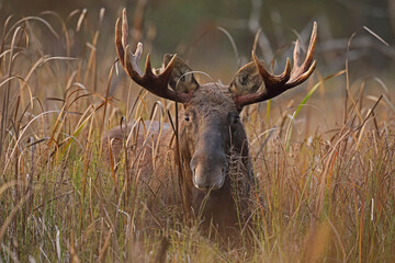 Łoś (Alces alces) moose © Bartosz Rakoczy