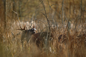 Łoś (Alces alces) moose © Bartosz Rakoczy