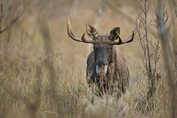 Łoś (Alces alces) moose © Bartosz Rakoczy