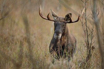 Łoś (Alces alces) moose