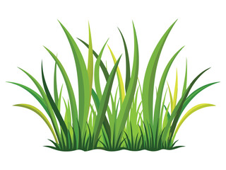 grass on white background