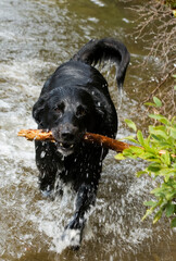 Dog splashing trough water with stick in mouth playing