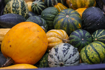 Colorful array of pumpkins and squash on sale at outdoor market.