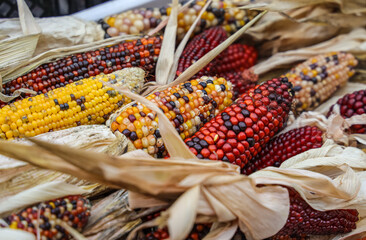 Flint corn on display at farmer's market. Indian Corn, or Flint corn, is one of the oldest types of...