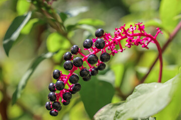 Phytolacca americana, also known as American pokeweed, pokeweed, poke sallet, pokeberry, dragonberries, pigeonberry weed, and inkberry, is a poisonous, herbaceous perennial plant.