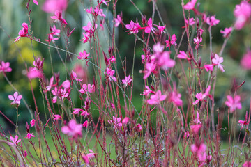 Oenothera lindheimeri, commonly known as Lindheimer's beeblossom, white gaura, pink gaura,...