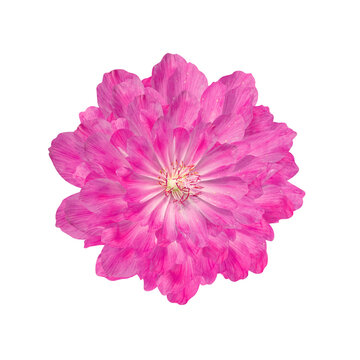 Pink flower png, bitterroot