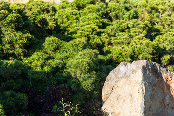 Juniper thickets or dwarf pine near a large white park as urban landscaping.