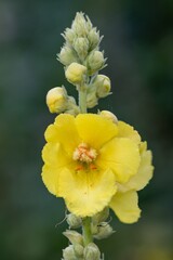 Close up of a great mullein (verbascum thapsus) flower in bloom