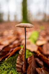 Mushroom growing amongst fallen oak leaves in a forest.