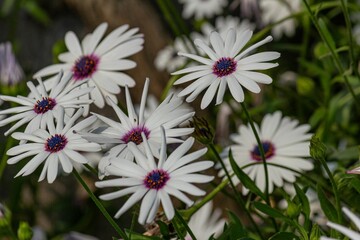 White daisies with purple centers in a garden.