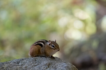 The Eastern `Chipmunk (Tamias striatus).