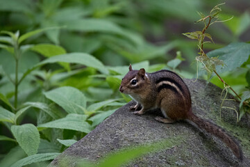 The Eastern `Chipmunk (Tamias striatus).