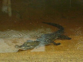 Jeune alligator dans l'eau d'une ferme d'élevage, en Floride, près des Everglades