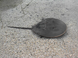 Limule (Limulus polyphemus) dans la mer, sur le sable d'une plage, près de la côte, en Floride