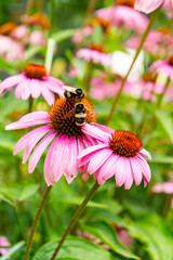 Una abejas tomando n&eacute;ctar  en unas margaritas rosas