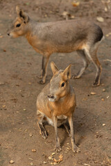Capybaras in natural habitat