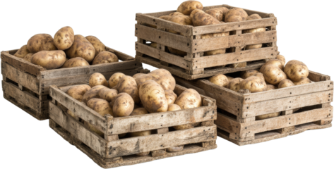Wooden crates filled with fresh potatoes on transparent background, agricultural harvest and rustic food concept