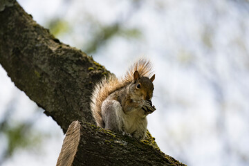 The Eastern Grey Squirrel (Sciurus carolinensis)
