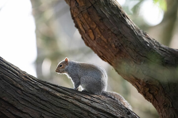 The Eastern Grey Squirrel (Sciurus carolinensis)