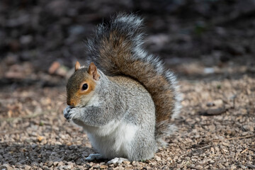 The Eastern Grey Squirrel (Sciurus carolinensis)