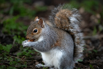 The Eastern Grey Squirrel (Sciurus carolinensis)