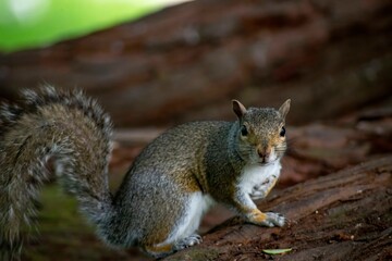 The Eastern Grey Squirrel (Sciurus carolinensis)
