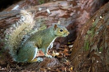 The Eastern Grey Squirrel (Sciurus carolinensis)
