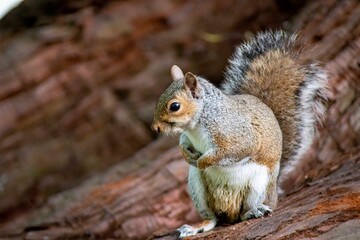 The Eastern Grey Squirrel (Sciurus carolinensis)