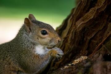 The Eastern Grey Squirrel (Sciurus carolinensis)