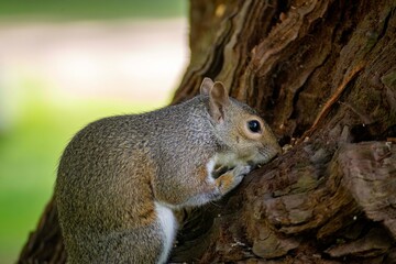 The Eastern Grey Squirrel (Sciurus carolinensis)