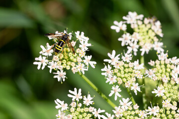 Eine Gelbschwarze Blattwespe sitzt auf der Dolde eines Wiesen-Bärenklau.