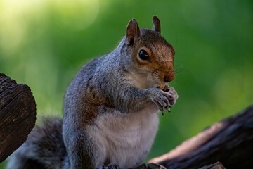 The Eastern Grey Squirrel (Sciurus carolinensis)
