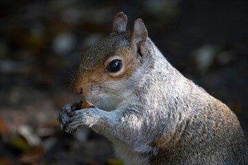 The Eastern Grey Squirrel (Sciurus carolinensis)