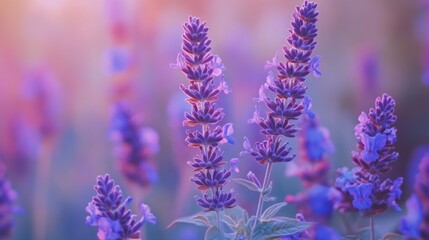 Obraz premium Close-up of vibrant purple lavender flowers in a field at sunset. (1)