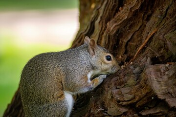 The Eastern Grey Squirrel (Sciurus carolinensis)
