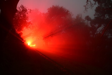 Naklejka premium wicked looking light in the foggy forest at night