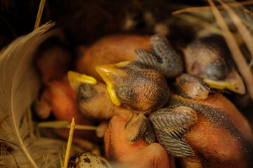 Newborn Chicks Nestled in Feathered Comfort and Warmth