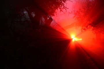 wicked looking light in the foggy forest at night