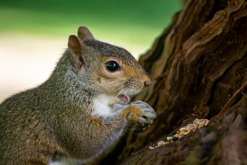The Eastern Grey Squirrel (Sciurus carolinensis)