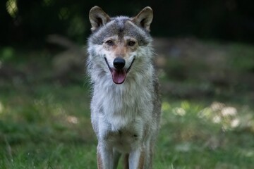 The Eurasian Wolf (Canis lupus lupus), also known as the Common Wolf.