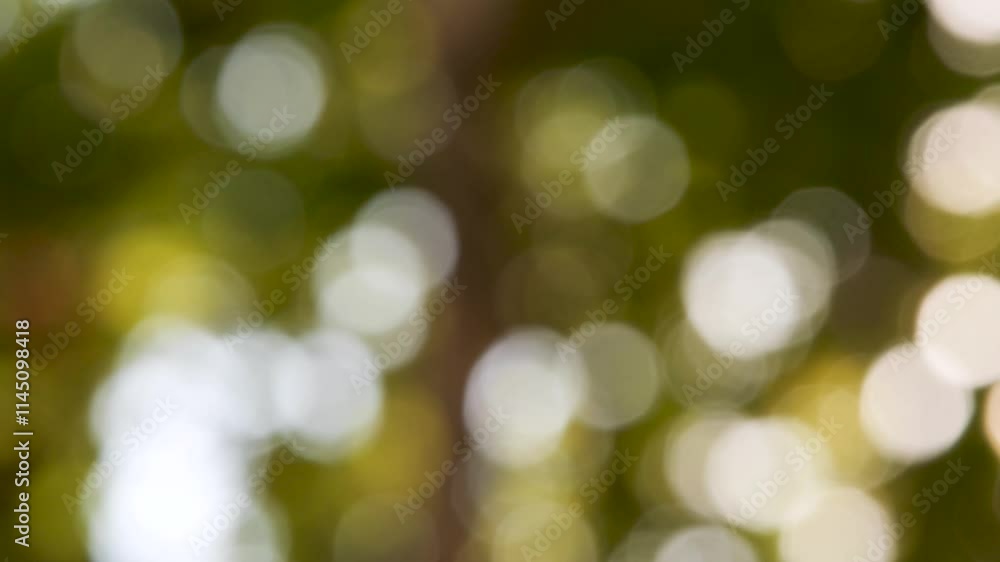 Poster natural bokeh effect created by sunlight filtering through leaves. beautiful soft focus light patter